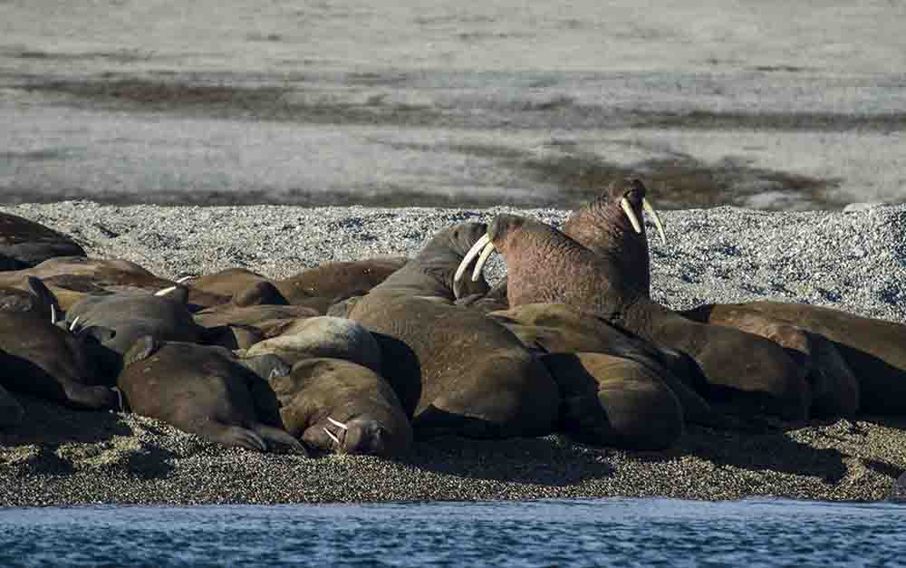 Morsa - islas Svalbard - Noruega 2.jpg